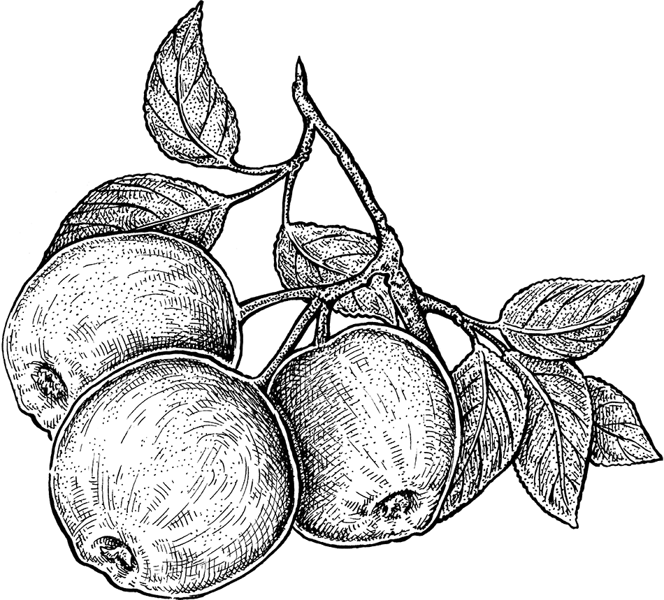 Obsthof-Hahl-Apfel-Apfelsaft-Kirschen-Honig-Land-Hadeln-Otterndorf-Cadenberge