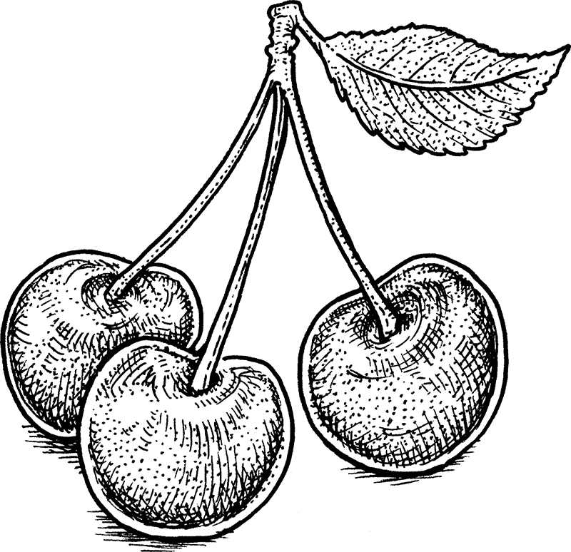 Obsthof-Hahl-Kirschen-Apfel-Apfelsaft-Honig-Land-Hadeln-Otterndorf-Cadenberge